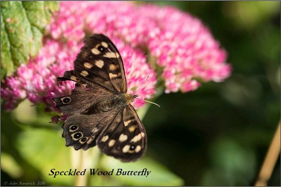 Speckled Wood Butterfly