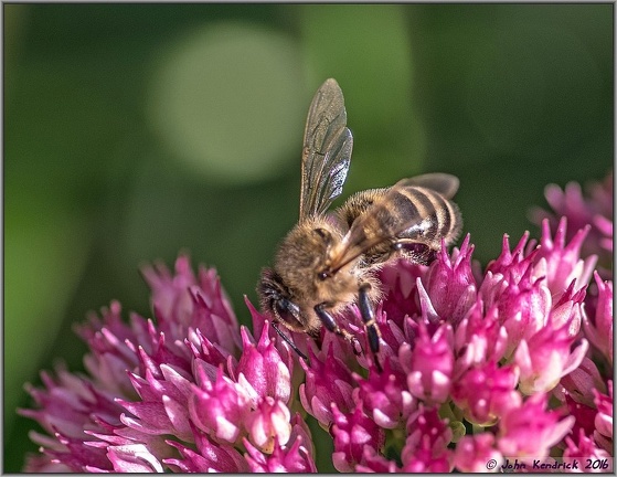 Feeding Bee