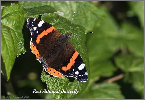 Red Admiral