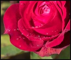 Jewelled Rose