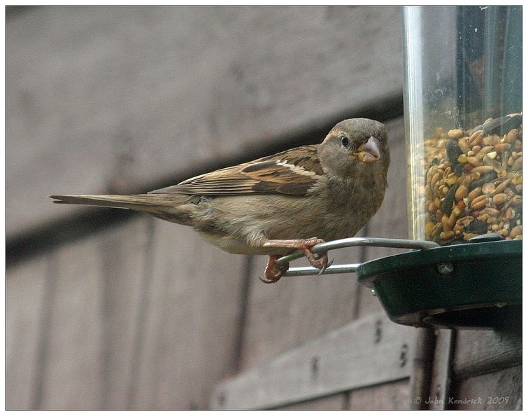 IMG_6711_crop_Tree Sparrow (female)_bt_1000.jpg