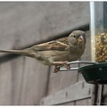 IMG_6711_crop_Tree Sparrow (female)_bt_1000.jpg