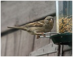 Tree Sparrow (female)