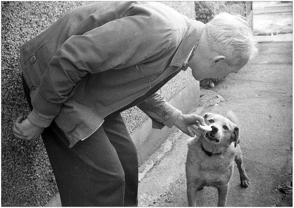 Dog Biscuit