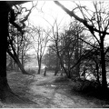 Beside Connaught Water, Epping Forest, Essex