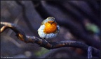 Epping Forest Robin