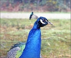 Brownsea Island Peacock