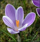 Crocus with Insect
