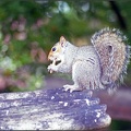 Squirrel Serenade