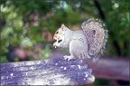 Squirrel Serenade