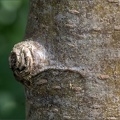Tree Snail