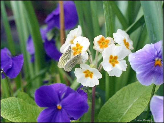 Green-veined White Butterflies