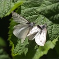 Small White Butterflies Copulating (1)