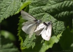 Small White Butterflies Copulating (1)