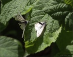 Small White Butterflies Copulating (2)