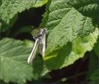 Small White Butterflies Copulating (3)