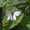 Small White Butterflies Copulating (4)