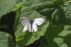 Small White Butterflies Copulating (4)