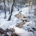 Frozen Stream,  Epping Forest