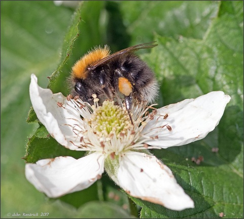 Busy Bee