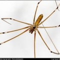 Daddy Long-legs Spider - Pholcus phalangioides