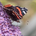 Red Admiral butterfly feeding