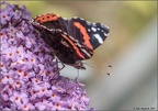 Red Admiral butterfly feeding