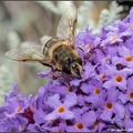 Bee on Buddleia