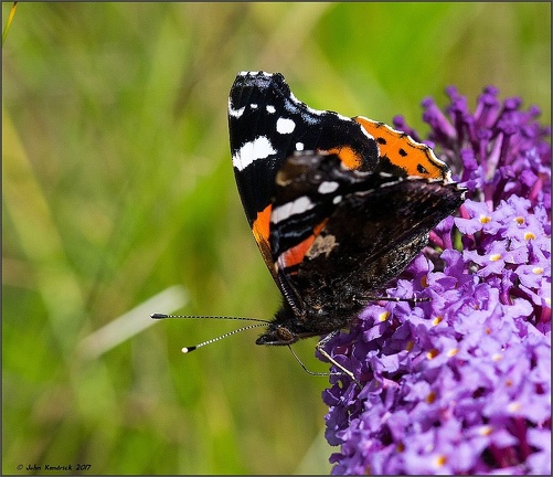 Red Admiral on Buddleia