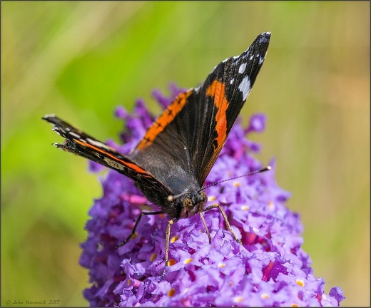Red Admiral