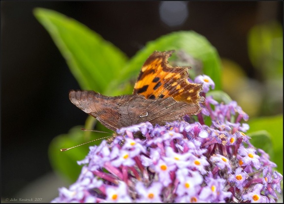 Comma Butterfly
