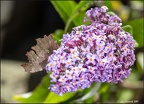 Comma Butterfly on Buddleia