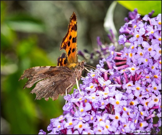 Comma Butterfly