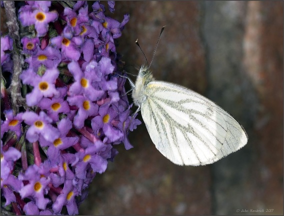 Green-veined White Butterfly
