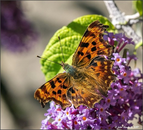Comma Butterfly