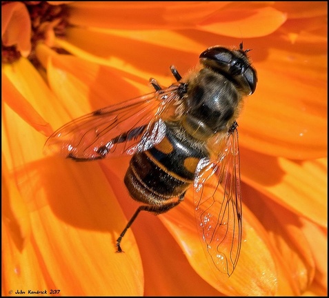 Hoverfly 'Eristalis tenax'