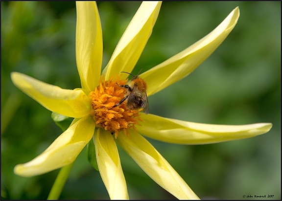 Bee