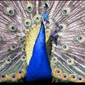 Brownsea Island Peacock