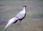 Silver Pheasant, Brownsea island