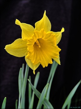 Daffodil