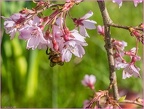 Bee & Blossom