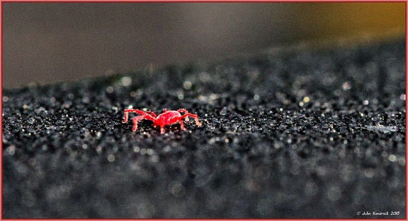 Red Spider Mite