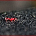 Red Spider Mite