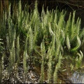 Shimmering Ferns, Warren Pond