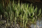 Shimmering Ferns, Warren Pond