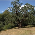 Old Oak near Warren Pond