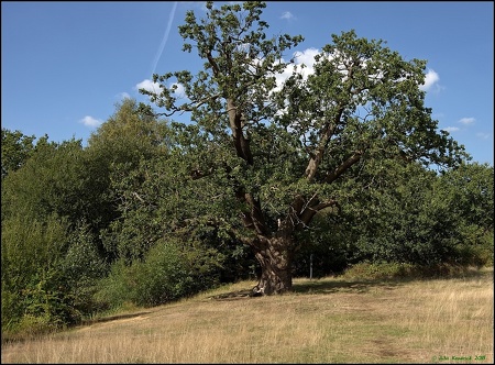 Old Oak near Warren Pond