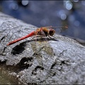 Red-Veined Darter Dragonfly