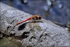 Red-Veined Darter Dragonfly