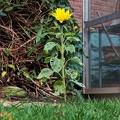 November Sunflower